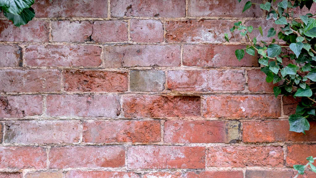 Old garden wall with efflorescence on the brick faces. A few of the bricks are spalled (also known as blown bricks).